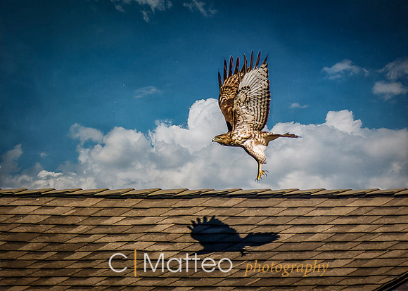 Hawk at Ashland RR Park