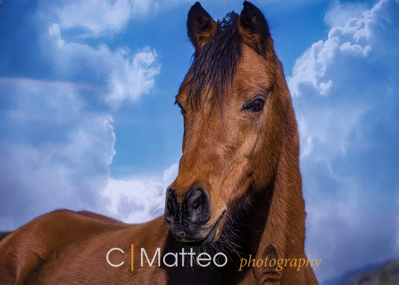 equamore
