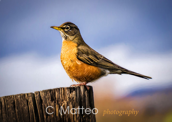 Birdie