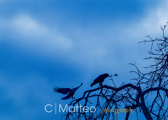 Ravens